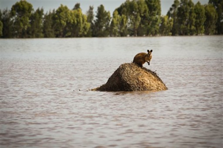 A wallaby stands on a large round hay bail trapped by rising flood waters outside the town of Dalby in Queensland, Australia Thursday, Dec. 30, 2010. Days of torrential downpours have left parts of central and southern Queensland state inundated, flooding thousands of homes and businesses, cutting off roads and forcing the entire populations of two towns to evacuate. (AP Photo/Anthony Skerman)